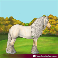 Horse Color:Palomino Roan 