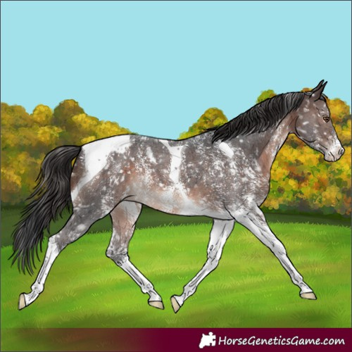 Horse Color:Brown Mushroom Sabino Tobiano Snowcap 