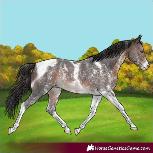 Horse Color:Brown Mushroom Sabino Tobiano Appaloosa