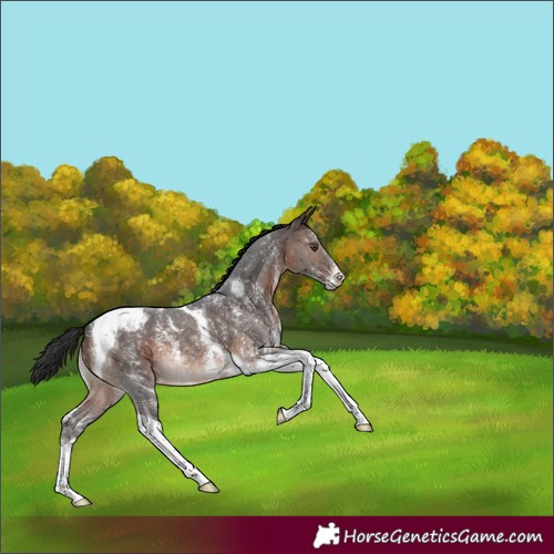 Horse Color:Brown Mushroom Sabino Tobiano Appaloosa