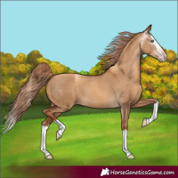 Horse Color:Gray Gold Champagne Dun Splash Varnish Rabicano