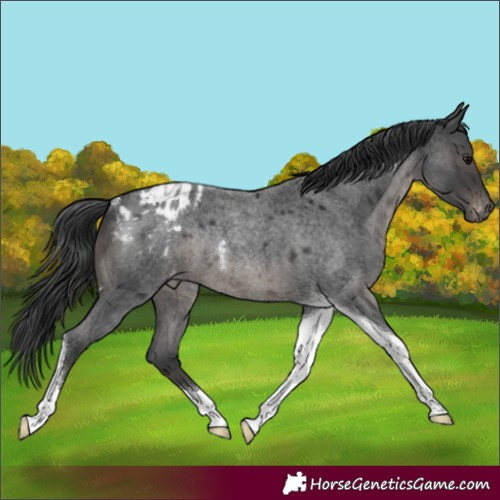 Horse Color:Blue Roan Tobiano Appaloosa Rabicano 