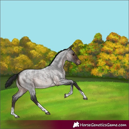 Horse Color:Brown Roan Tobiano Appaloosa Rabicano 