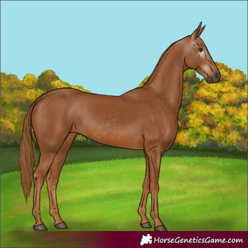 Horse Color:Gray Chestnut 
