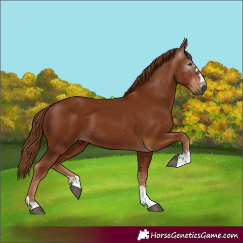 Horse Color:Gray Chestnut 