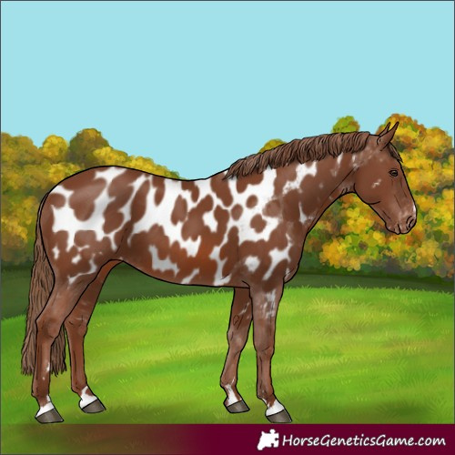 Horse Color:Chestnut Appaloosa 