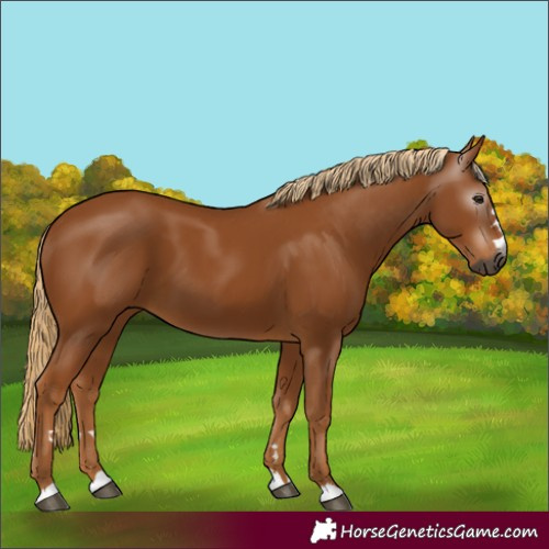 Horse Color:Gray Chestnut 