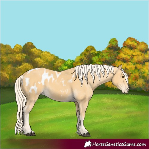 Horse Color:Palomino Appaloosa 