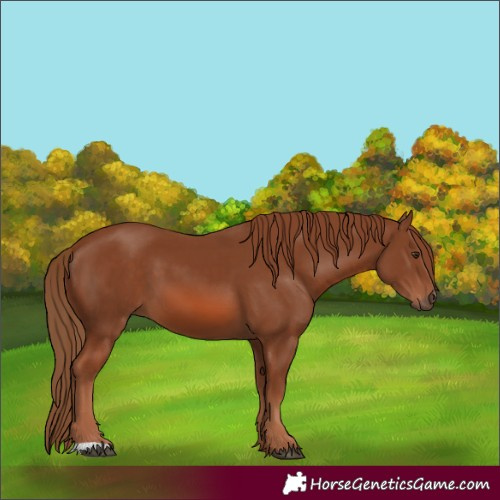 Horse Color:Chestnut 