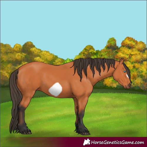 Horse Color:Bay Frame 