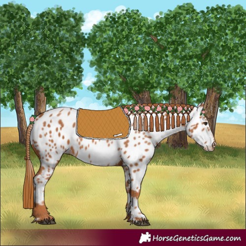 Horse Color:Chestnut Appaloosa 