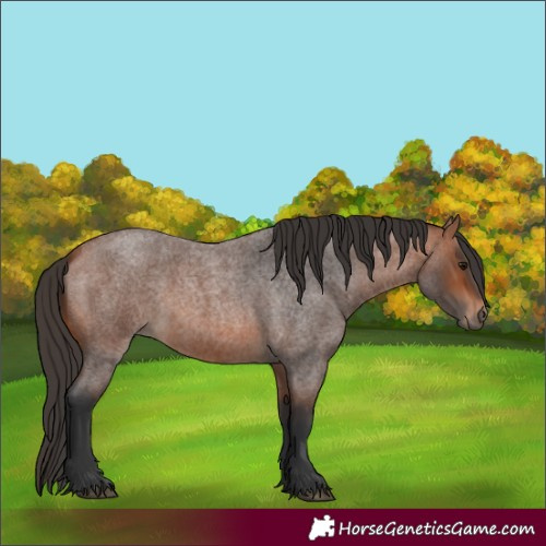 Horse Color:Bay Roan