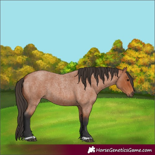 Horse Color:Bay Roan 