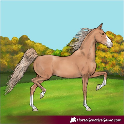 Horse Color:Gold Champagne 