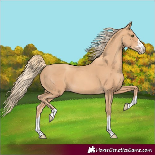Horse Color:Gold Champagne 