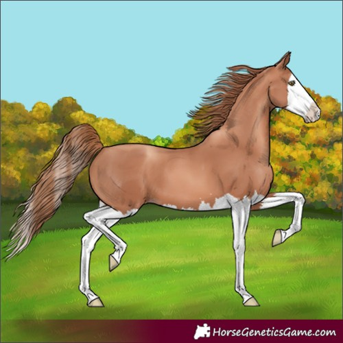 Horse Color:Gold Champagne Splash 