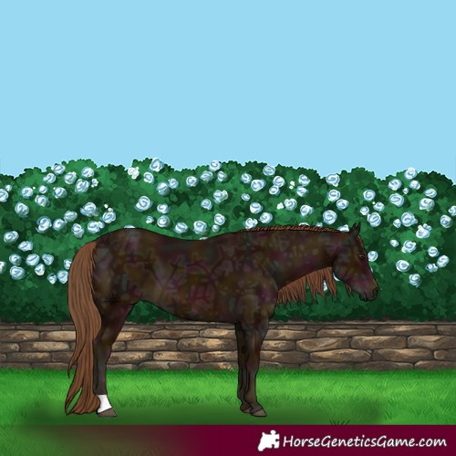 Horse Color:Midnight Chestnut Ice 