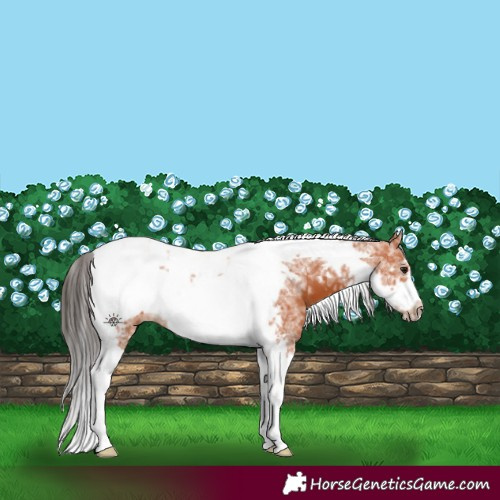 Horse Color:Bay Ice Tobiano Frame 
