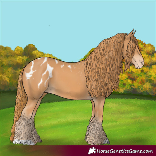 Horse Color:Chestnut Appaloosa