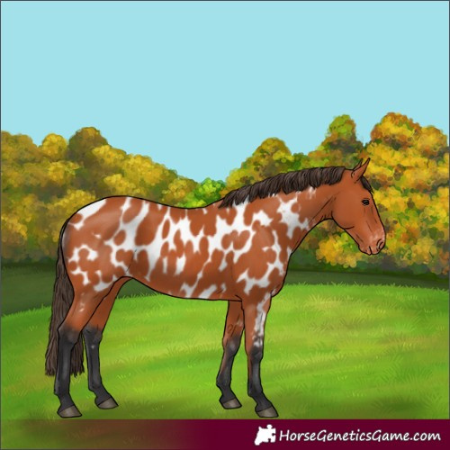Horse Color:Bay Appaloosa 
