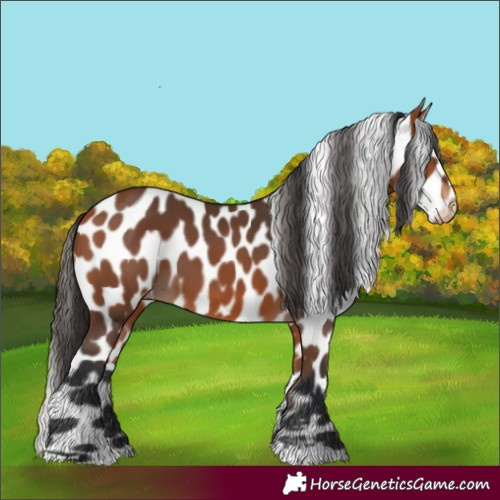 Horse Color:Bay Appaloosa 
