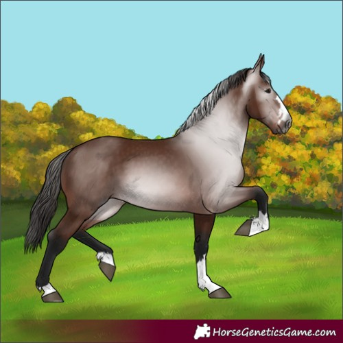 Horse Color:Gray Bay