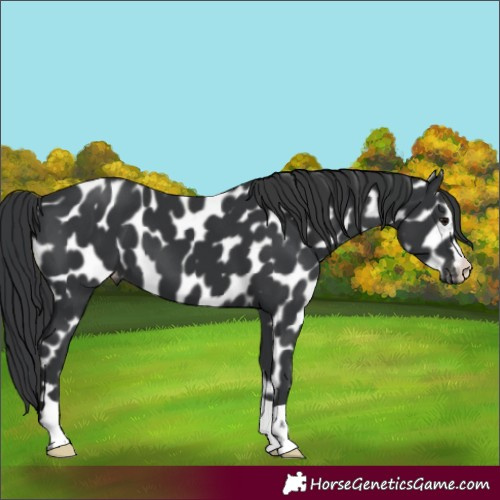 Horse Color:Black Appaloosa 