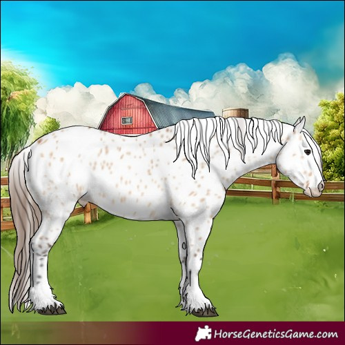 Horse Color:Bay Dun Appaloosa 
