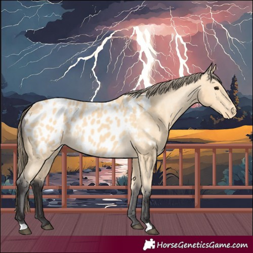 Horse Color:Buckskin Appaloosa 