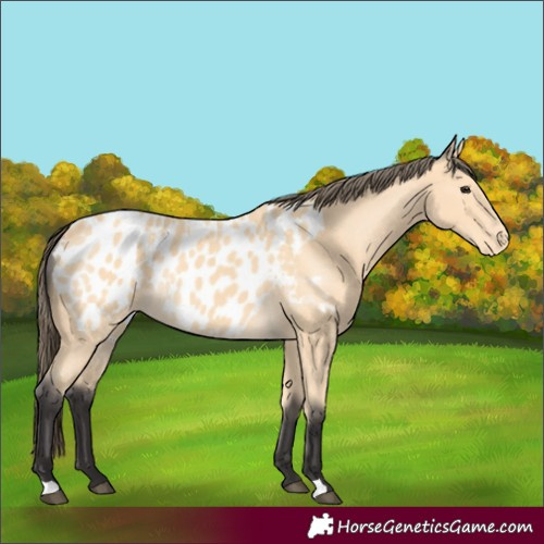 Horse Color:Buckskin Appaloosa 