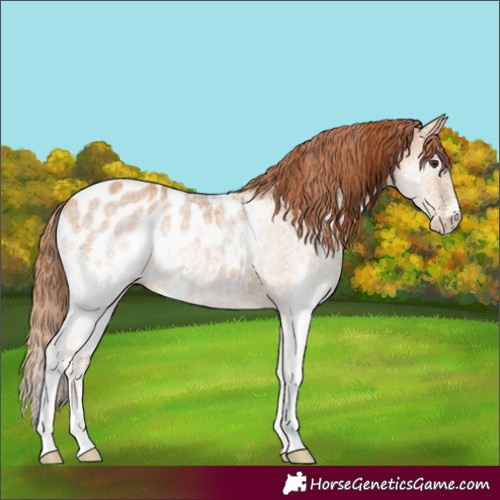 Horse Color:White Spotted Red Dun Appaloosa Rabicano 
