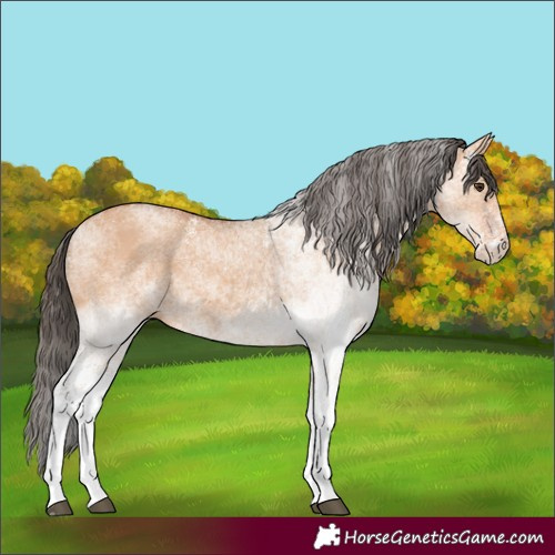 Horse Color:White Spotted Bay Dun Rabicano 
