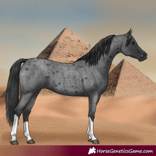 Horse Color:Blue Roan Tobiano 