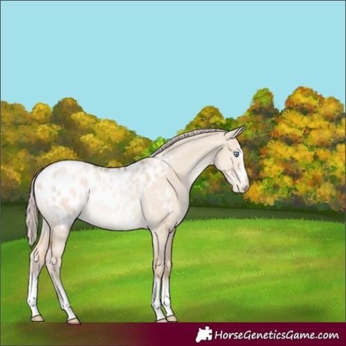 Horse Color:Chocolate Palomino Pearl Dun Appaloosa 