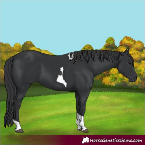 Horse Color:Black Tobiano