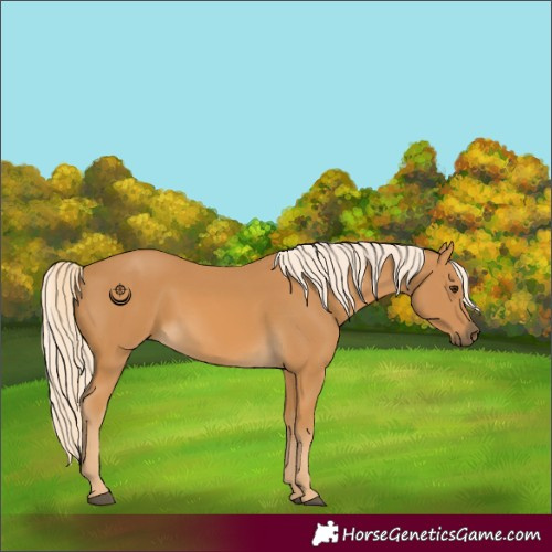 Horse Color:Palomino 