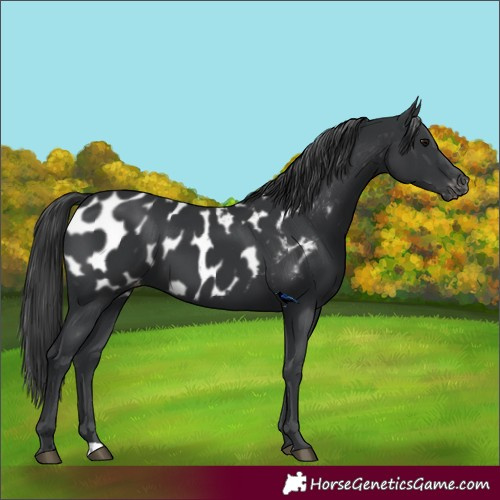 Horse Color:Black Appaloosa 