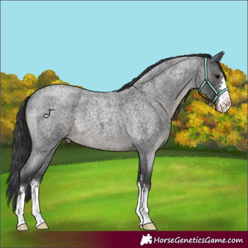 Horse Color:Blue Roan 