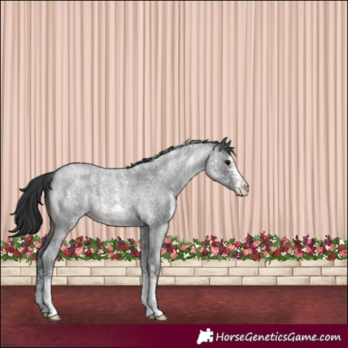 Horse Color:Blue Roan Sabino 