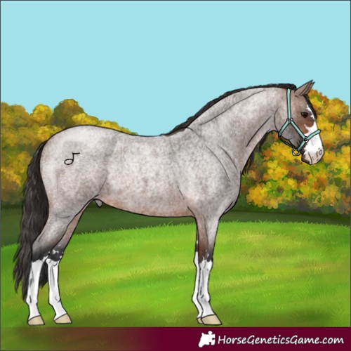 Horse Color:Brown Roan 