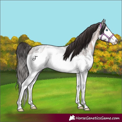 Horse Color:Brown Roan Sabino Splash