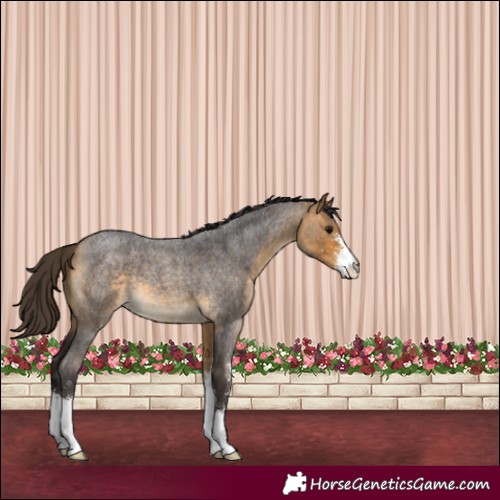 Horse Color:Buckskin Roan Sabino 