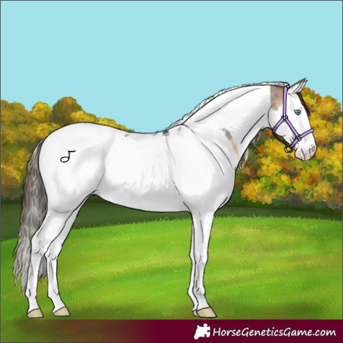 Horse Color:Buckskin Roan Splash Tobiano Varnish 