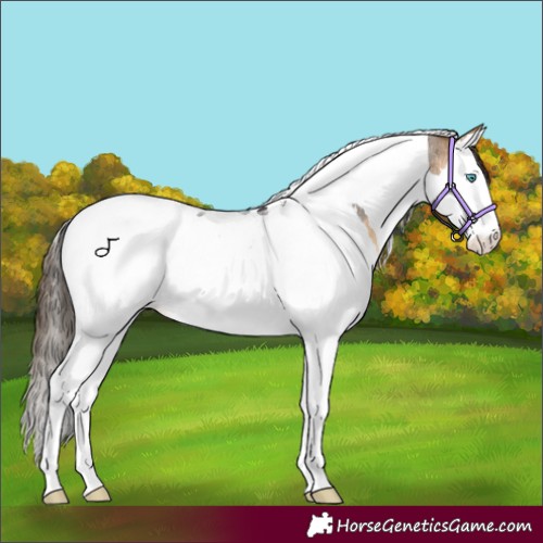Horse Color:Buckskin Roan Splash Tobiano Appaloosa 