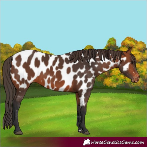 Horse Color:Bay Near Leopard 
