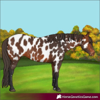 Horse Color:Bay Near Leopard