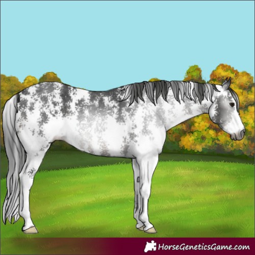Horse Color:Gray Smoky Black Sabino 