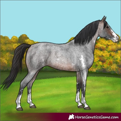 Horse Color:Brown Roan Sabino 