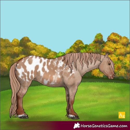 Horse Color:Red Dun Appaloosa 