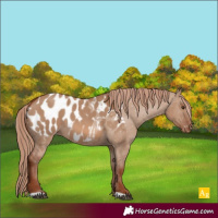 Horse Color:Red Dun Near Leopard 